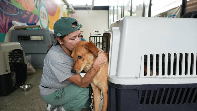Más de 160 animales rescatados tras el terremoto en Cali reciben atención veterinaria y acompañamiento emocional