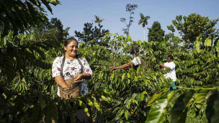 Ecuador conquista el mercado italiano con su primer café libre de deforestación