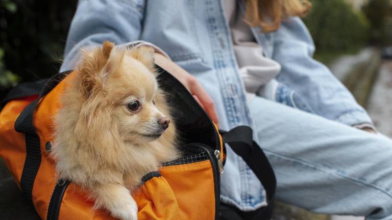 Viajar con mascotas en buses interprovinciales de Ecuador es posible: conoce las normas y requisitos
