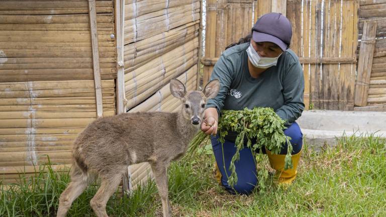 Zoológico de Quito sufre desabastecimiento de alimentos y reducción de ingresos por el paro
