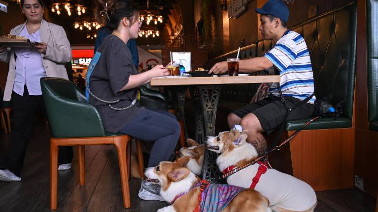 Hong Kong levanta la prohibición que impedía la entrada de perros a establecimientos de comida