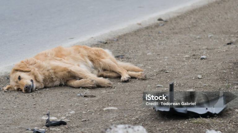 Municipio de Guayaquil aclara sobre multas para quienes atropellen a un animal