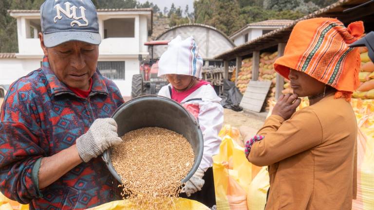 Industria alimenticia fomenta la producción de trigo nacional