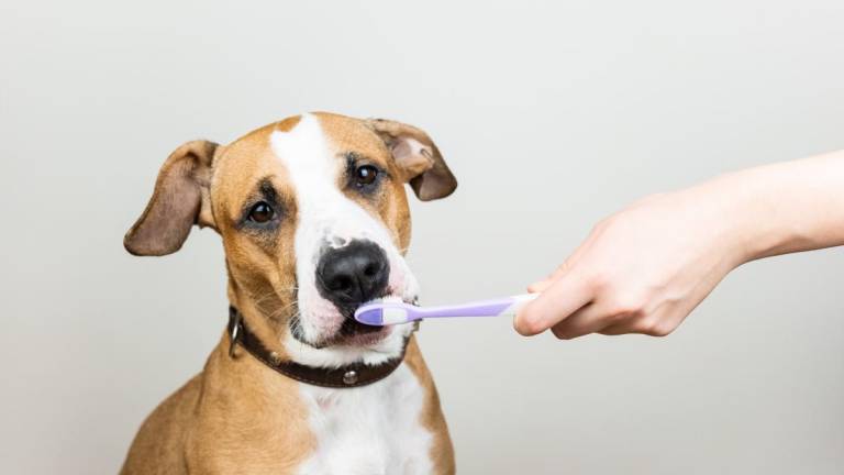 Remedios caseros para la halitosis canina
