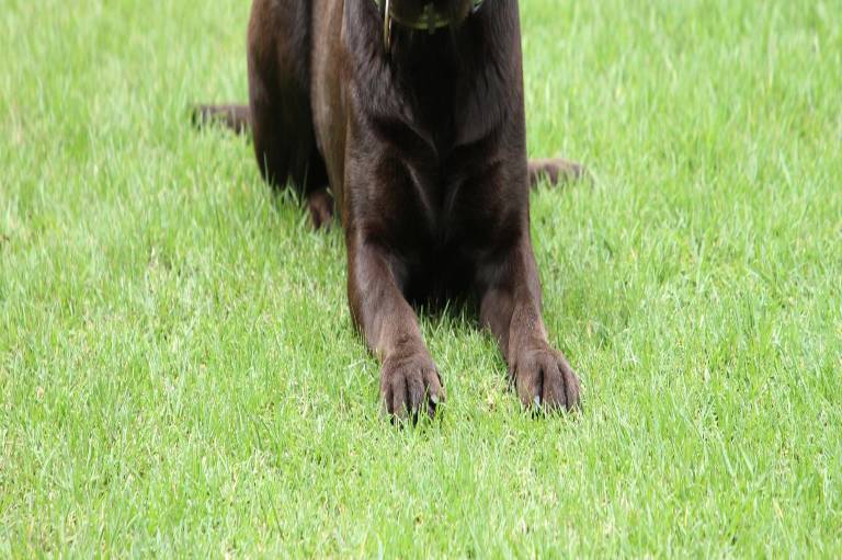 $!Patch acostado en el césped.