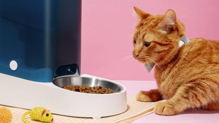 Nutrición en mascotas: cómo una dieta adecuada ayuda en la recuperación de perros y gatos