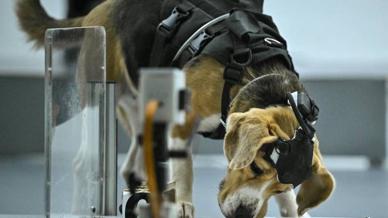 Perros e inteligencia artificial: el innovador método que prueba detectar el cáncer a través del olfato