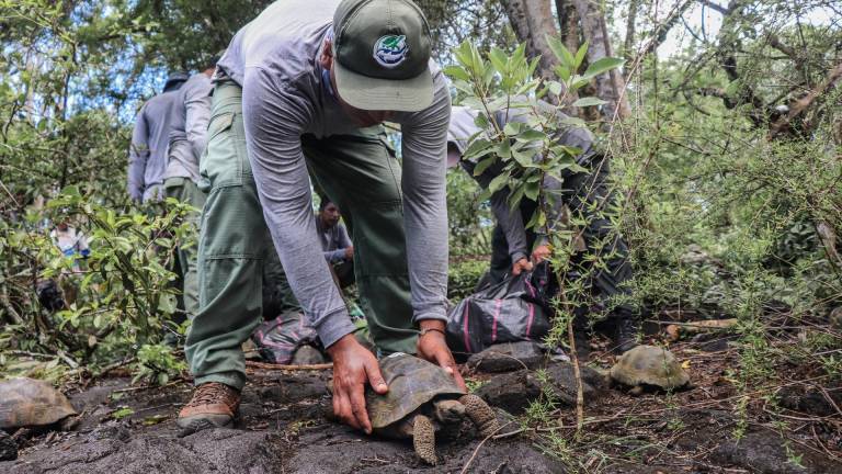 170 tortugas gigantes de Galápagos retornaron a su hábitat natural