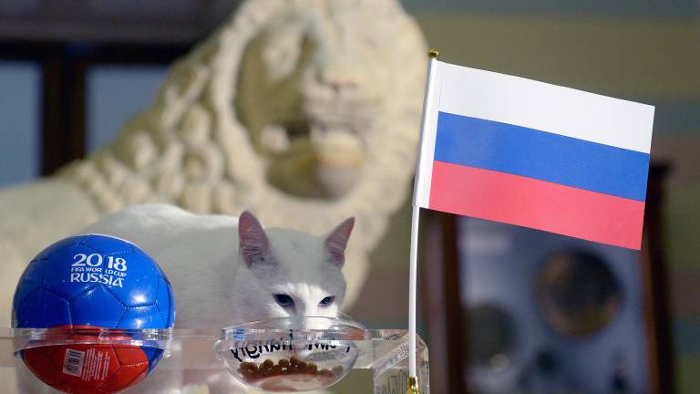 ¿Sabías que un gato sordo fue el 'oráculo' del Mundial de 2018?