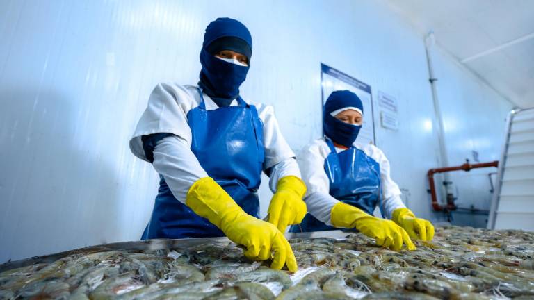 Exportquilsa se ubicó entre las diez principales exportadoras de camarón en el 2022. China, Estados Unidos y la Unión Europea fueron sus principales destinos.