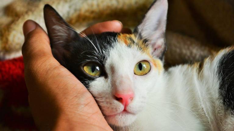 ¿Quieres adoptar? Estos son los gatos de Guayaquil que adorarían formar parte de tu familia