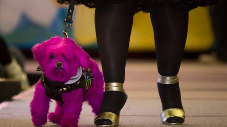 Las mascotas también tienen sus desfiles en la New York Fashion Week