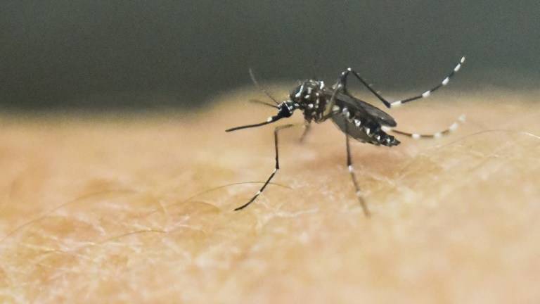Texas reporta caso de Zika transmitido por vía sexual