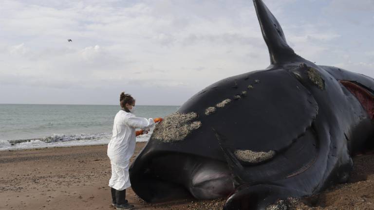 Misterioso deceso de 30 ballenas en Argentina: la marea roja es la principal sospechosa