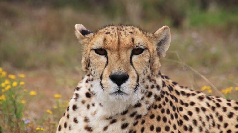 El guepardo corre directo hacia su extinción