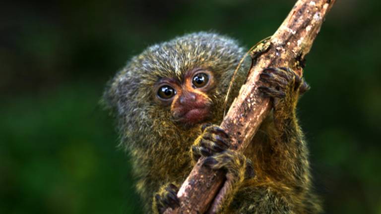 Descubren nueva especie de primate en Ecuador: el mono más pequeño del mundo