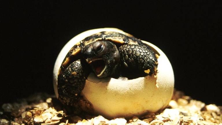 Tortugas Gigantes de Galápagos: una iniciativa busca proteger sus primeros pasos