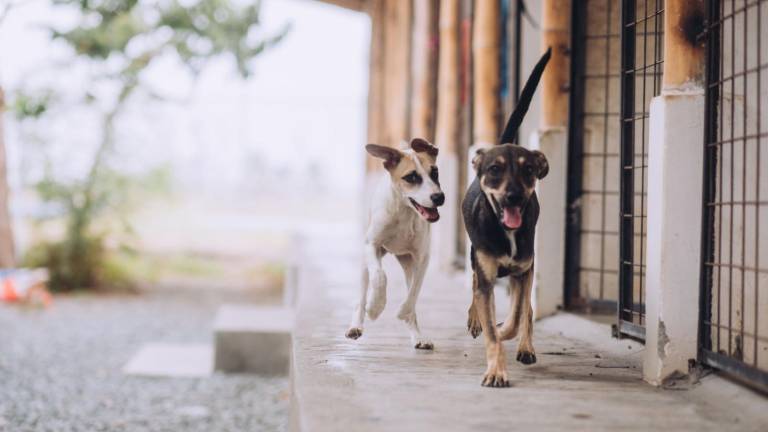 Festivanimal Guayaquil 2026: fechas, lugar y actividades de la feria gratuita para mascotas
