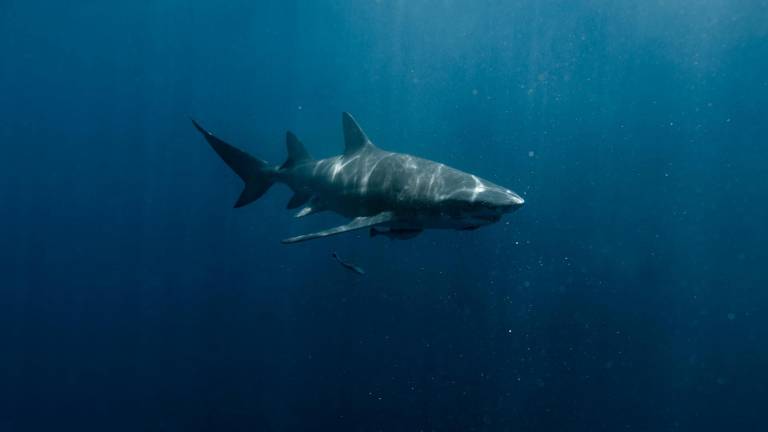 Ataque de tiburón en Australia deja a una mujer muerta y a un hombre gravemente herido