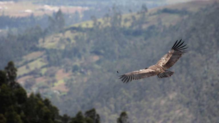 Cerca de un centenar de cóndores habita en Ecuador