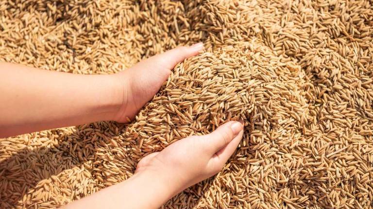 En Ecuador se busca exportar arroz a Centroamérica, Europa y Medio Oriente