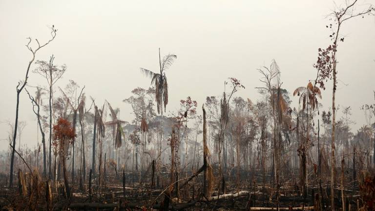 Animales en estampida y silencio estremecedor en Amazonía