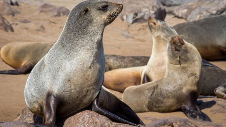 Galápagos: ataque a lobos marinos en la Isla San Cristóbal
