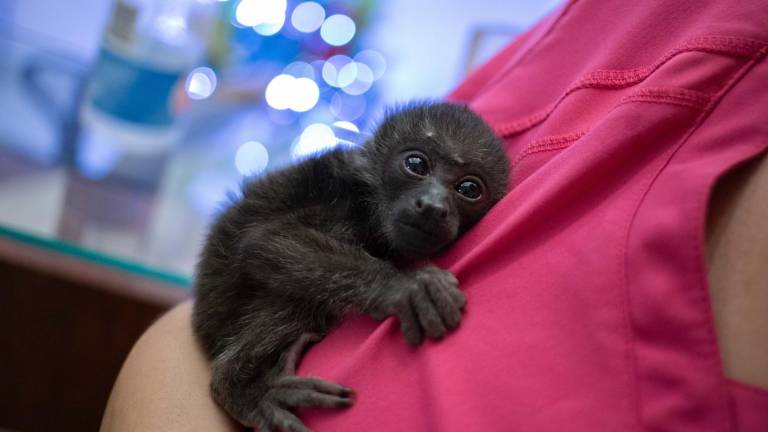 Mougli: el mono aullador bebé que luchó por su vida luego de ser traficado