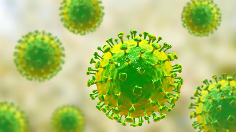 Reaparece mortal virus Nipah en el sur de India: autoridades cerraron escuelas para evitar propagación