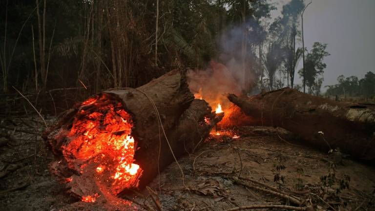 Las devastadoras consecuencias del incendio en el Amazonas