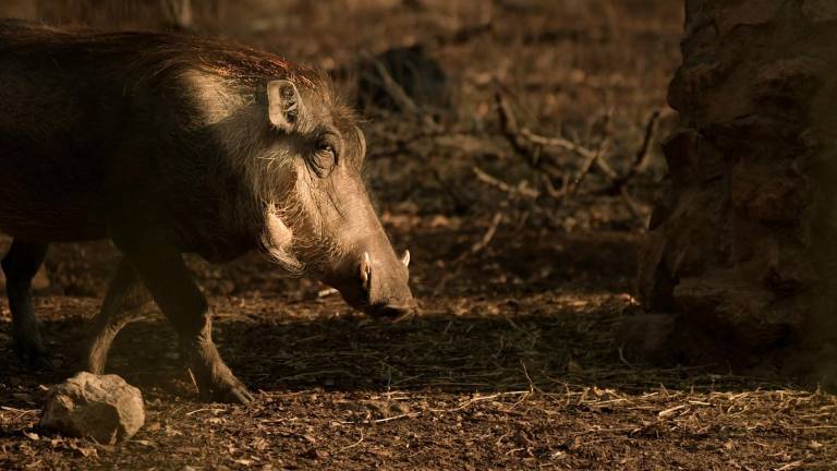 El jabalí, extendido por América, Oceanía y otras regiones, es una de las especies invasoras terrestres más comunes.