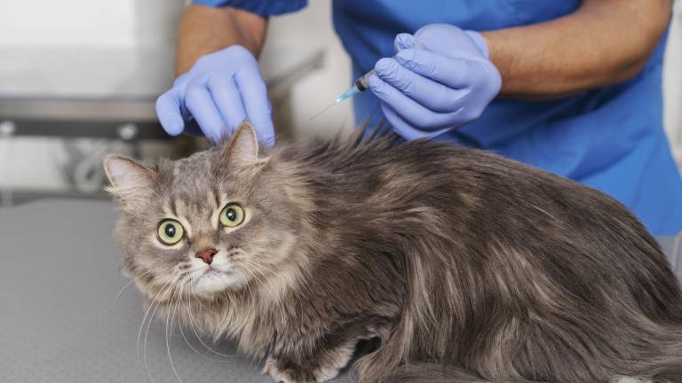 Vacunar a tu gato puede salvarle la vida: estas son las vacunas esenciales y cuándo aplicarlas