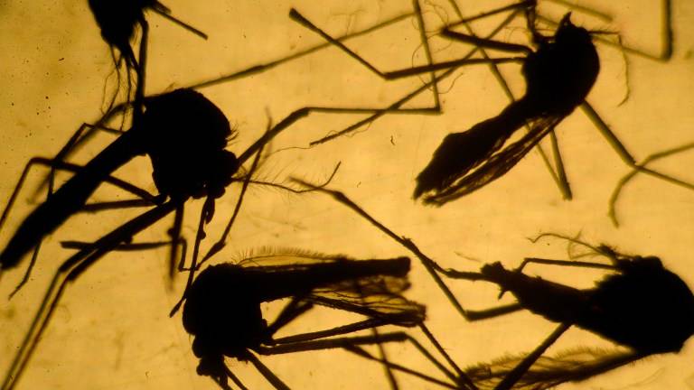 Se elevan a veinte los casos de Zika registrados en Alemania