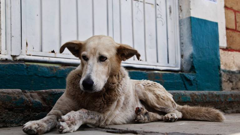 Loja propone albergue popular ante exceso de perros