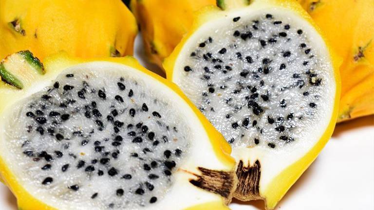 Pitahaya ecuatoriana se exportará a Hong Kong y Malasia