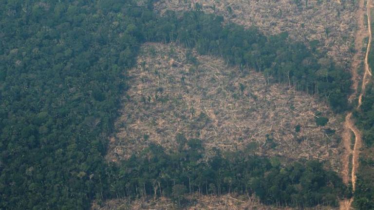 Registra la Amazonia brasileña deforestación récord en octubre