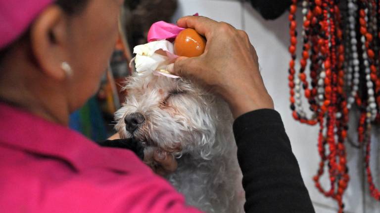 La medicina ancestral llega a las mascotas: curanderas limpian las 'malas energías' en Quito