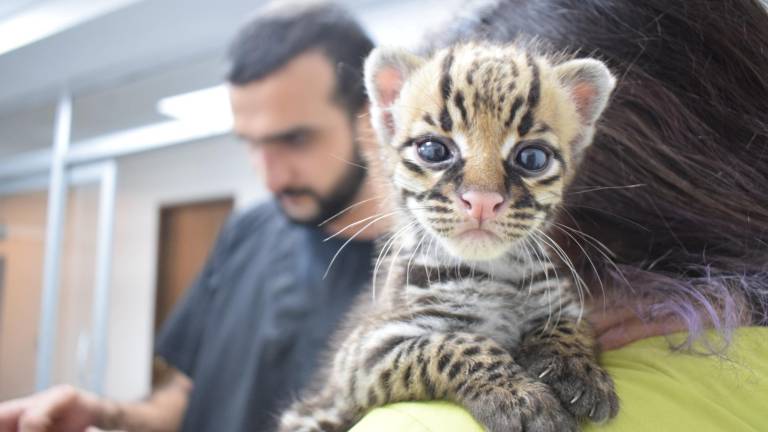 Sacha, el ocelote que no pudo regresar a su hábitat pero inspiró un enorme proyecto