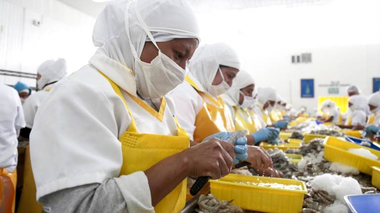 Nuevos mercados abren oportunidades para el camarón ecuatoriano