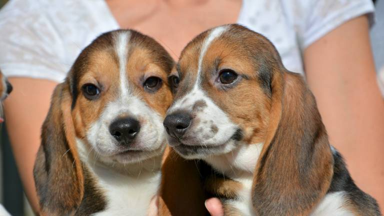 Nace en EE.UU. la primera camada de perros por fecundación in vitro