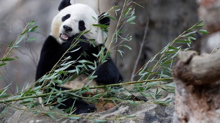 Adiós Washington: la panda Bao Bao vuelve a China