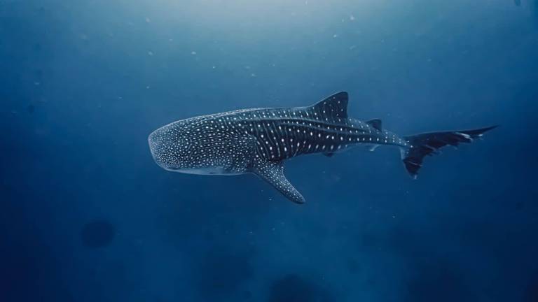 Más Tiburones Ballena visitan Ecuador: un espectáculo oceánico