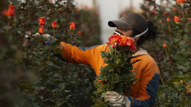 Crisis climática amenaza a las rosas ecuatorianas de San Valentín