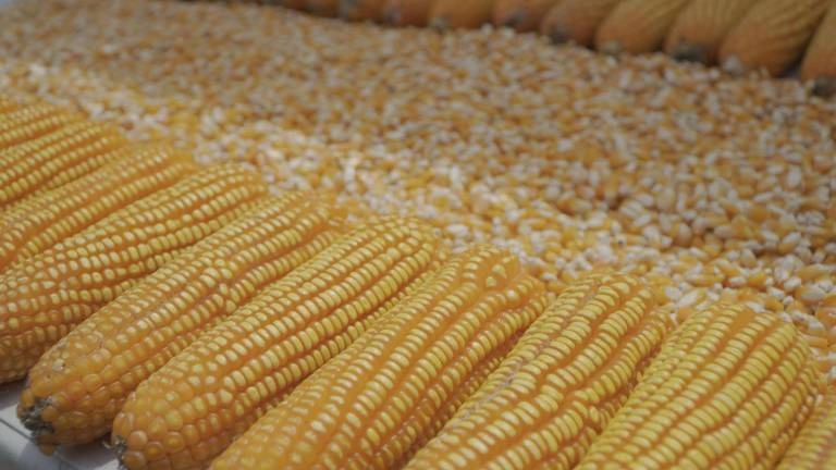 Inicia programa contra la piratería de semillas de maíz en el Ecuador