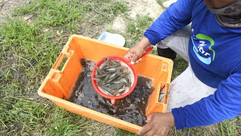 Eliminación del precio diferenciado del diésel afectaría la competitividad del sector camaronero