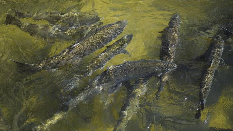 Sequía y cambio climático amenaza población de salmón en California