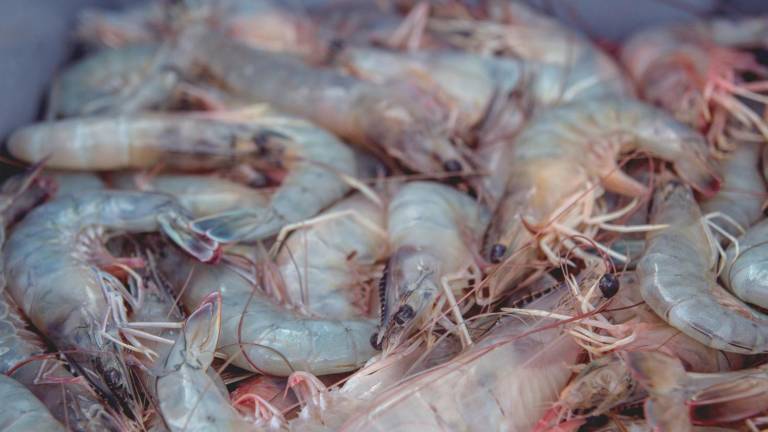 La exportación del camarón pomada genera anualmente más de 50 millones de dólares para la economía nacional.