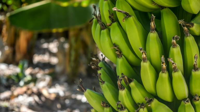 Microvistazo | Rusia levanta sanción a Ecuador para exportación del banano
