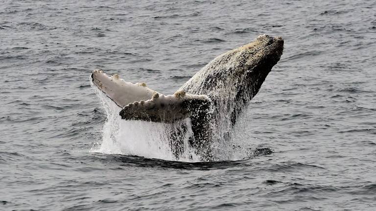 Un paraíso para las ballenas jorobadas