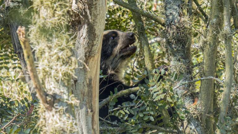 Del Zoológico de Quito a Wiwa: la evolución de un refugio para la fauna silvestre